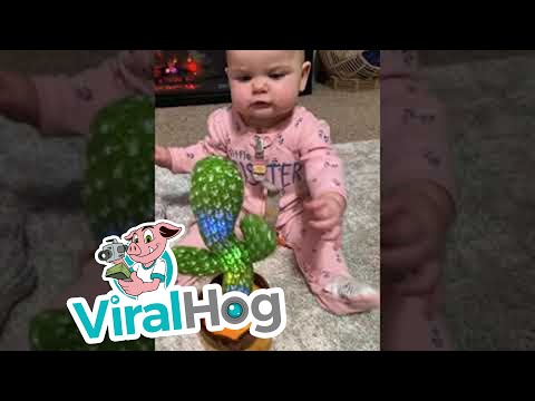 קקטוס מדבר מנגן ומאיר